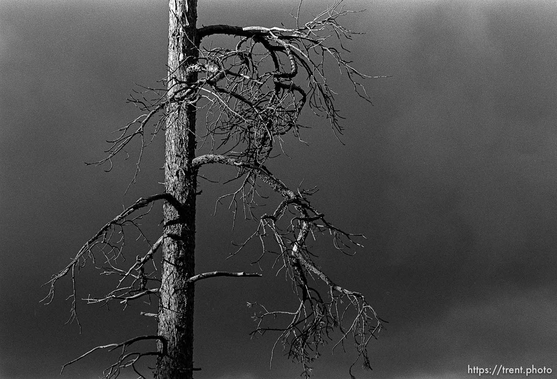 Tree at sunset at Sword Lake