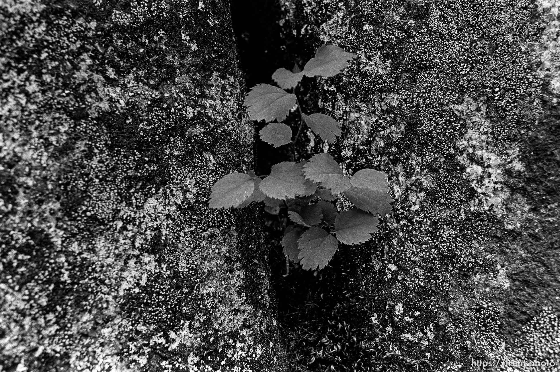 Plant in rock at Sword Lake