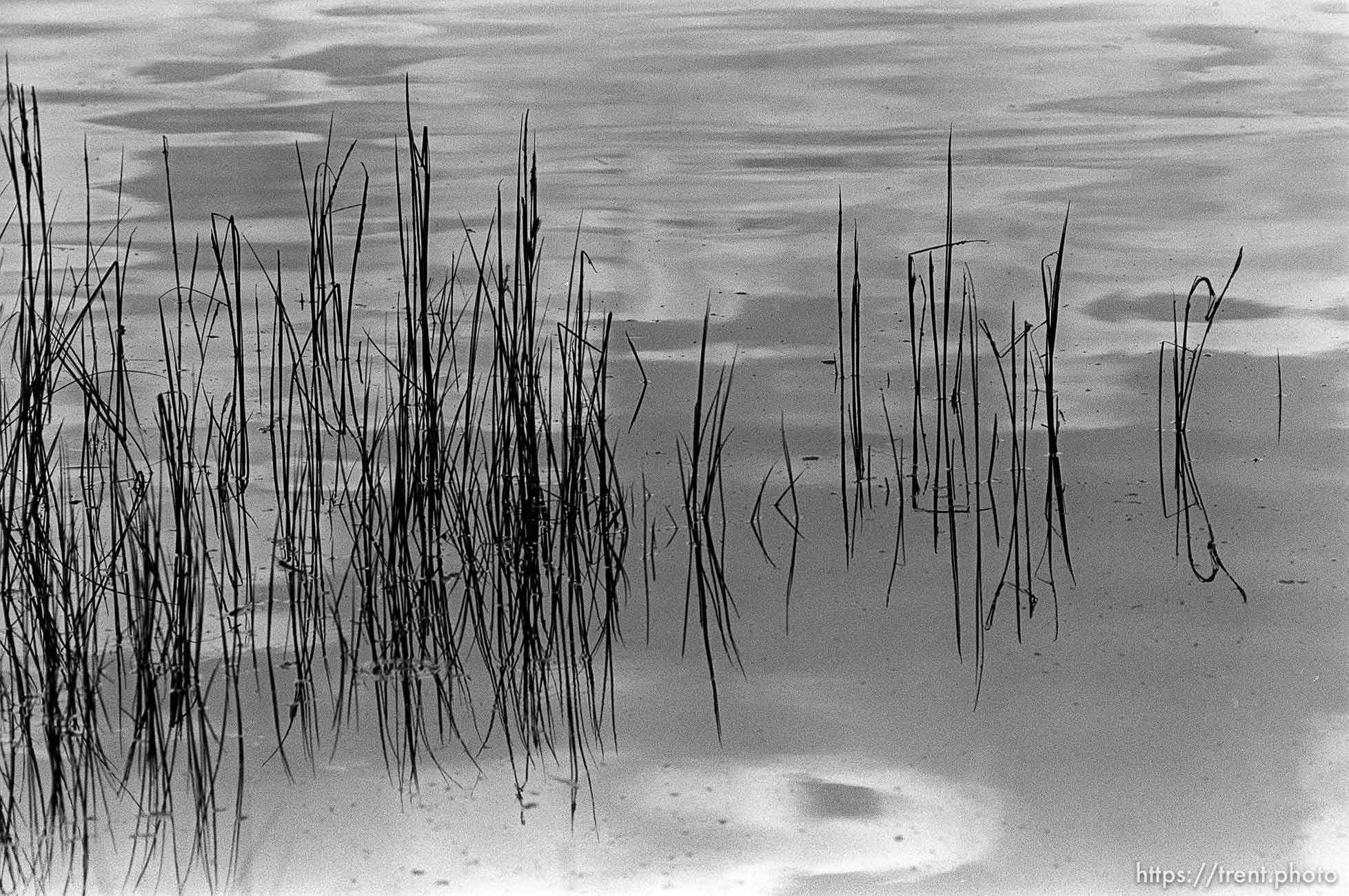 Plants in water at Sword Lake