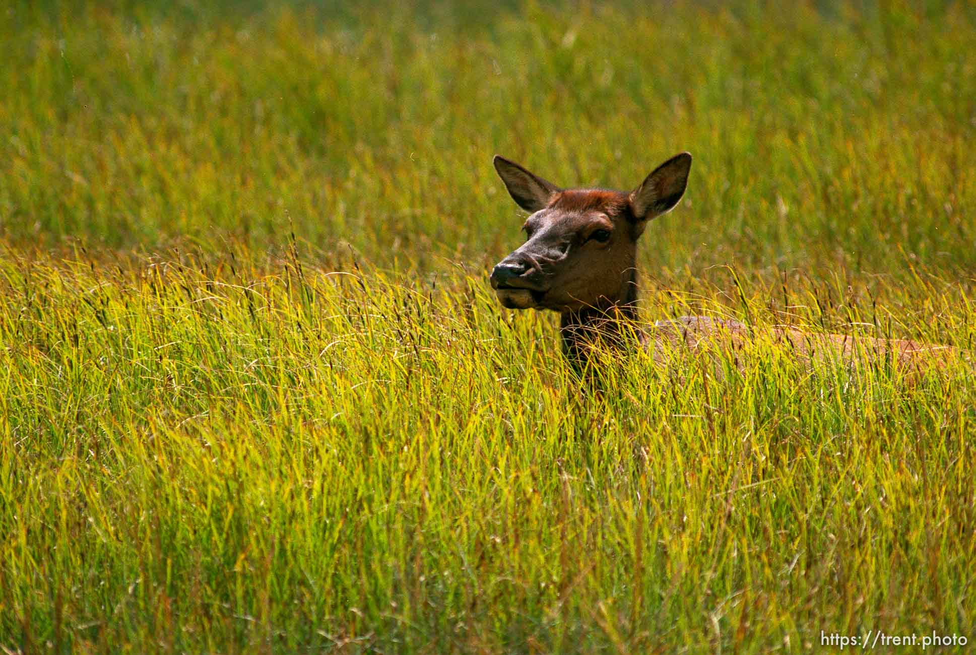 Elk in grass at Yellowstone National Park.