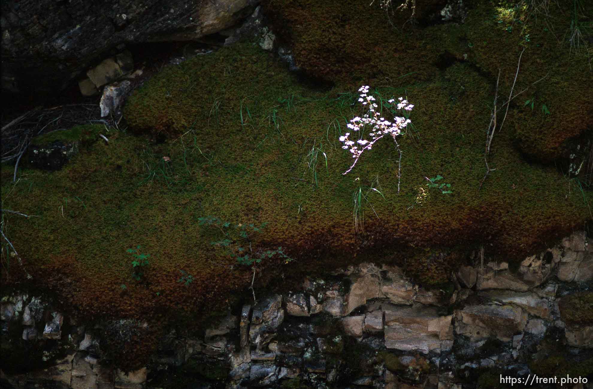 White Flowers and moss