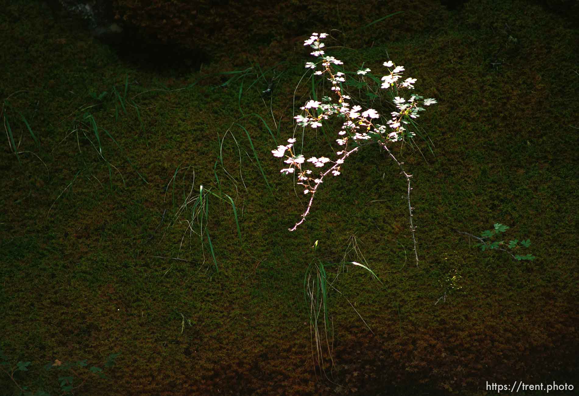 White flowers and moss