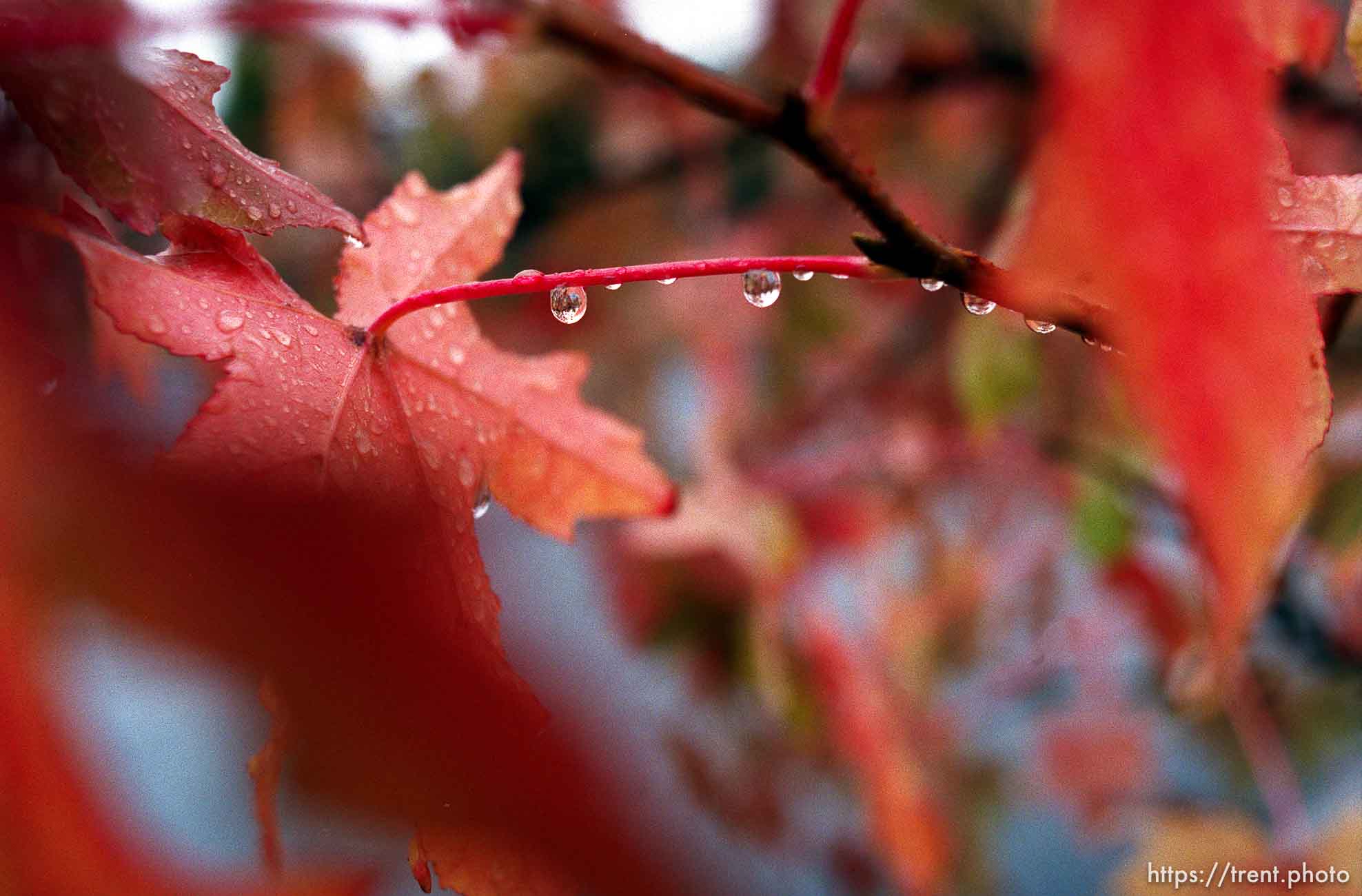 Rain drops on fall colored leaves