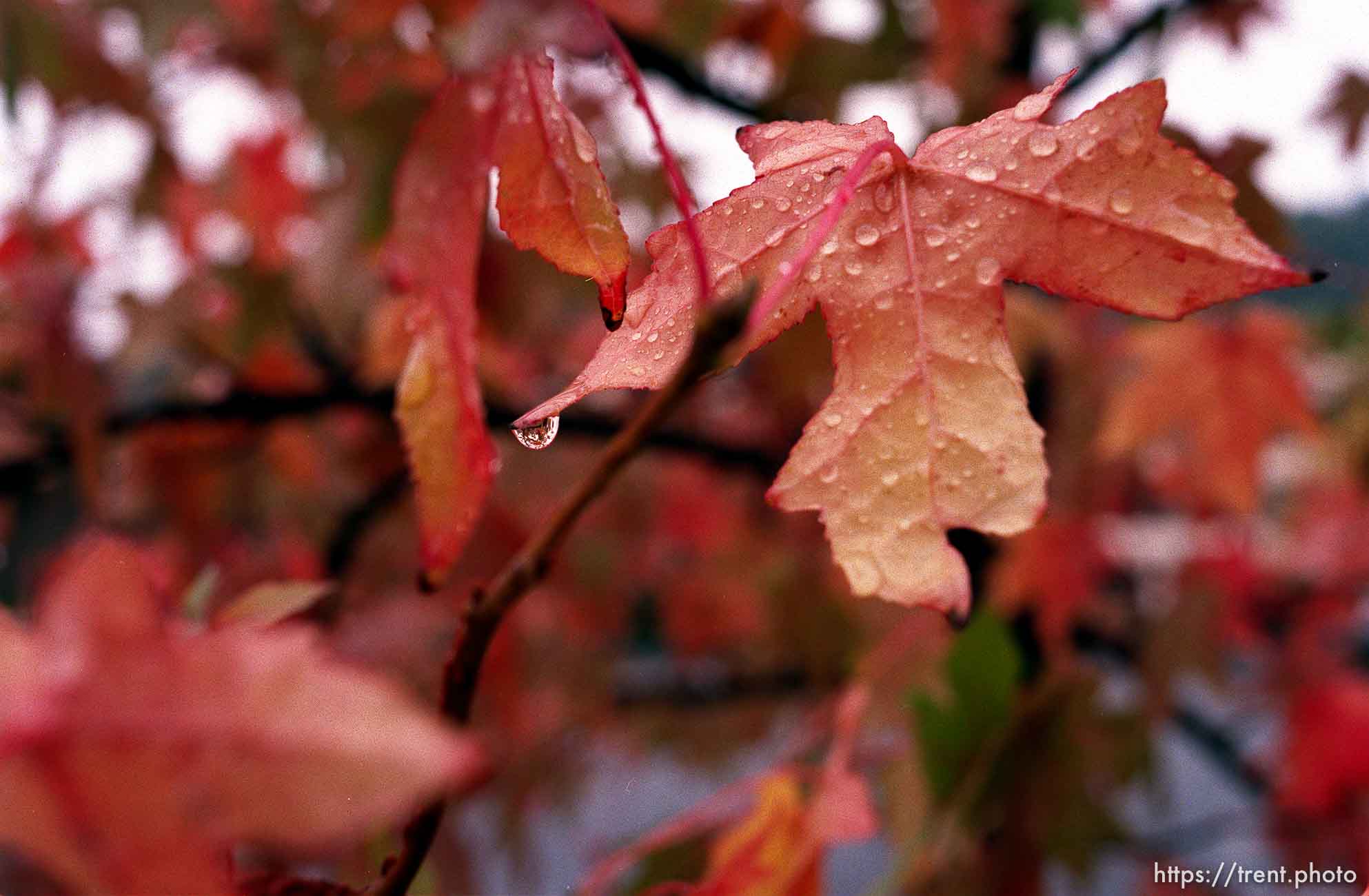 Rain drop on fall colored leaves