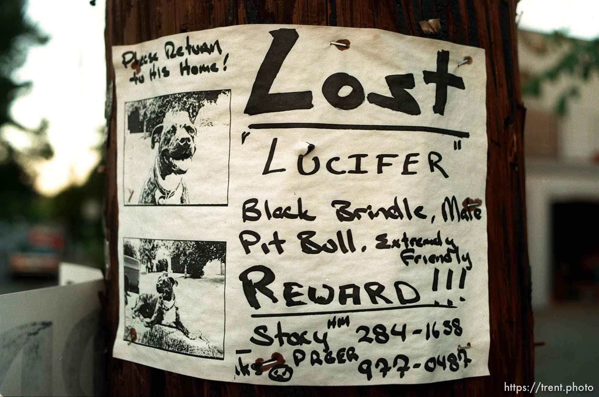 Lucifer the Pit Bull has gone missing