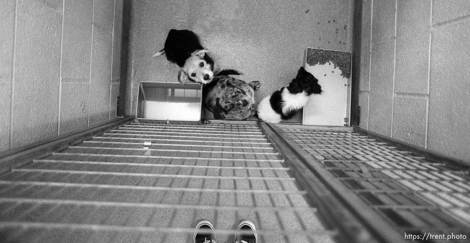 Trent feet and Dogs in their cages at the Humane Society for story on pet euthenasia.