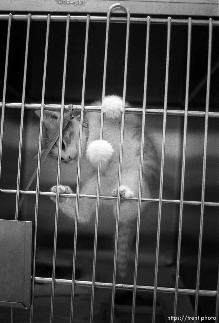 Cat in its cage at the Humane Society for story on pet euthanasia.