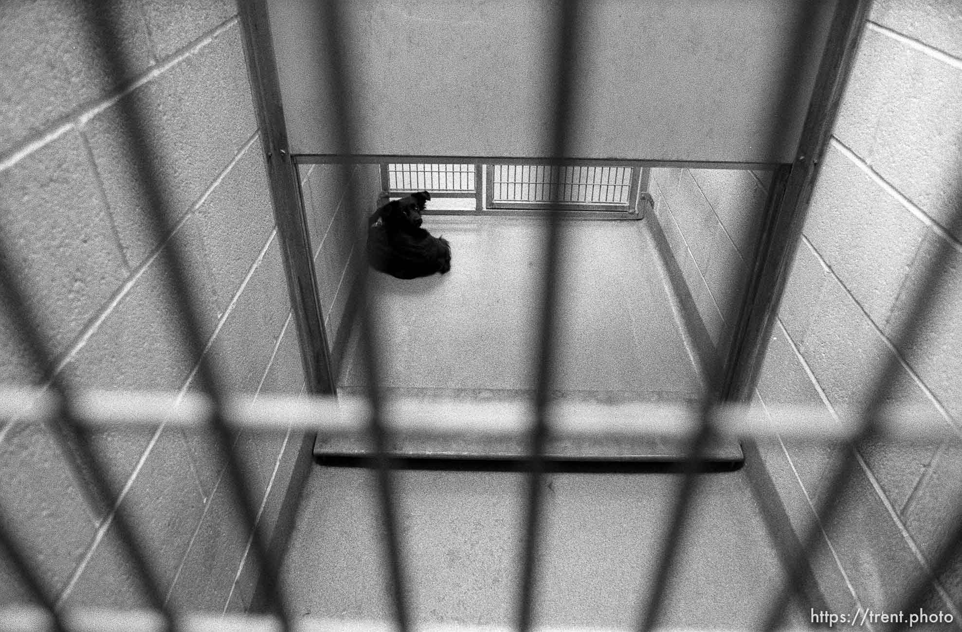 Dogs in their cages at the Humane Society for story on pet euthanasia.