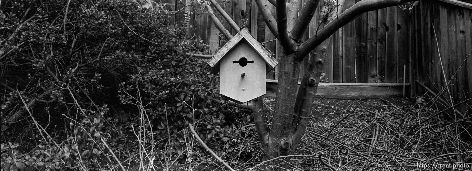 Birdhouse in the backyard