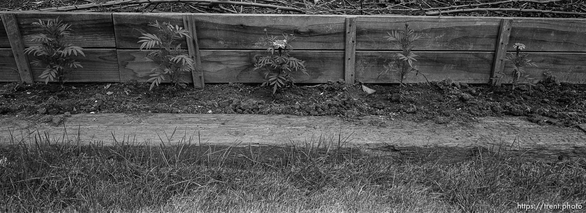 Railroad tie and plants in backyard