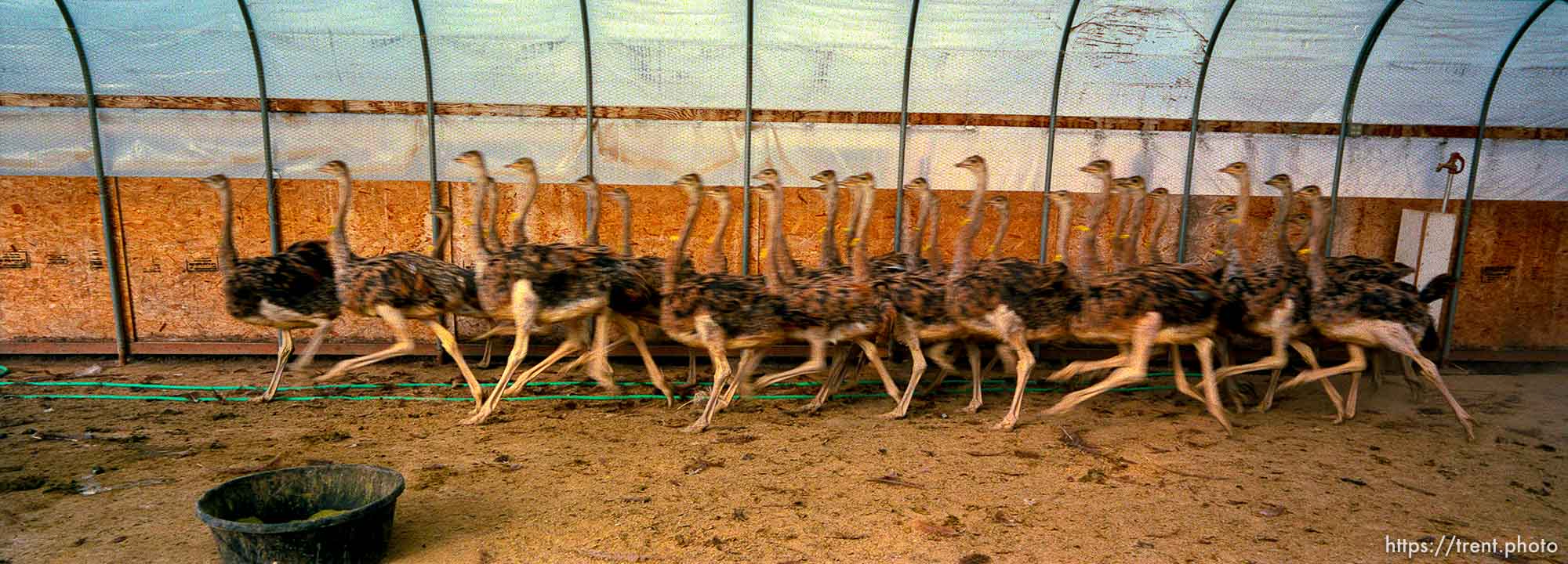 Startled ostrich chicks, 3-4 months old, race past me at the Big O Ranch, Ogden.