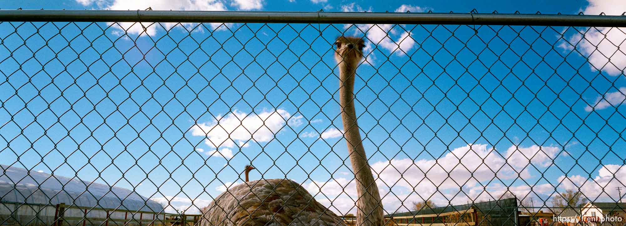 Ostriches.