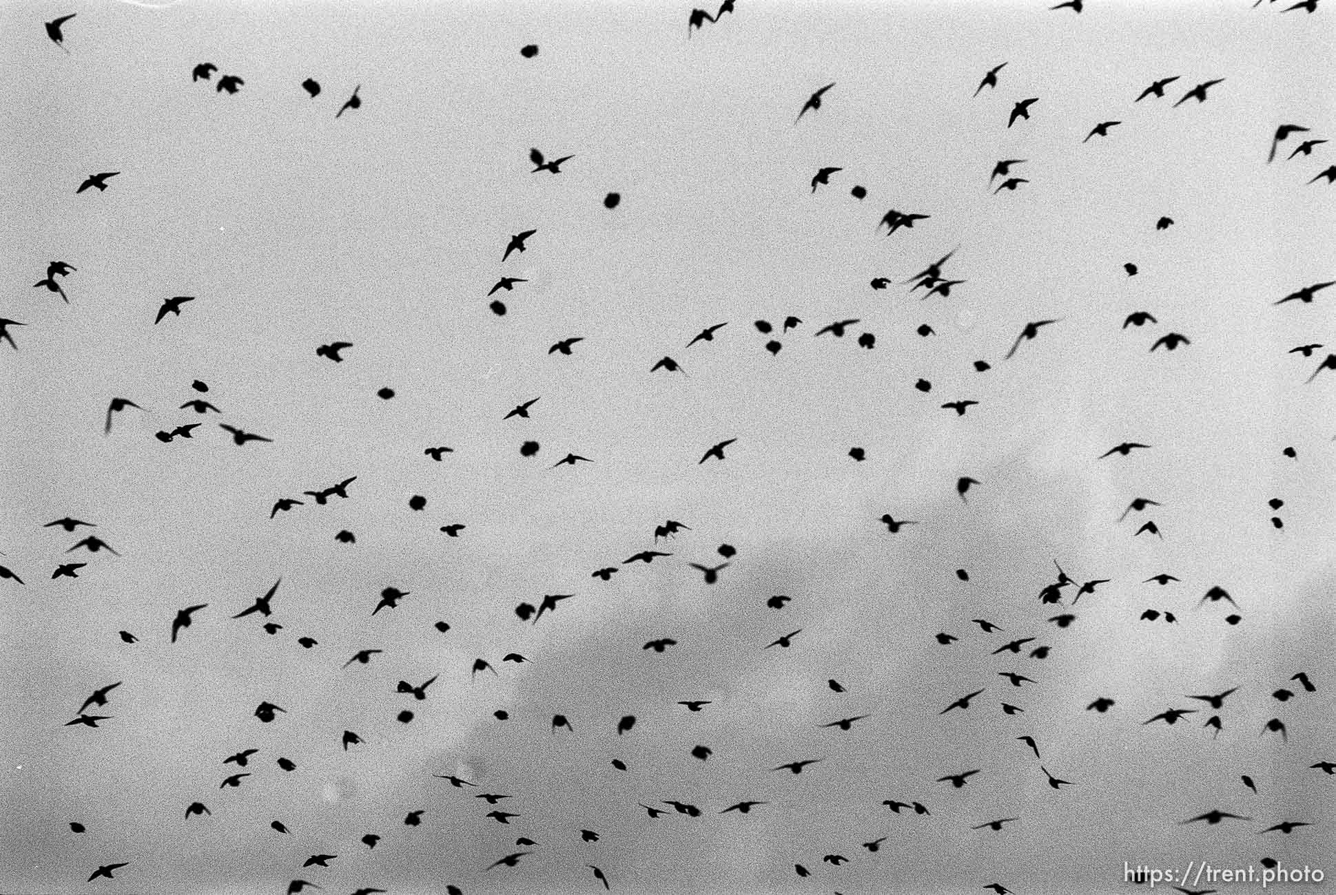 Starlings swarming by the thousands along I-80 in Lehi.