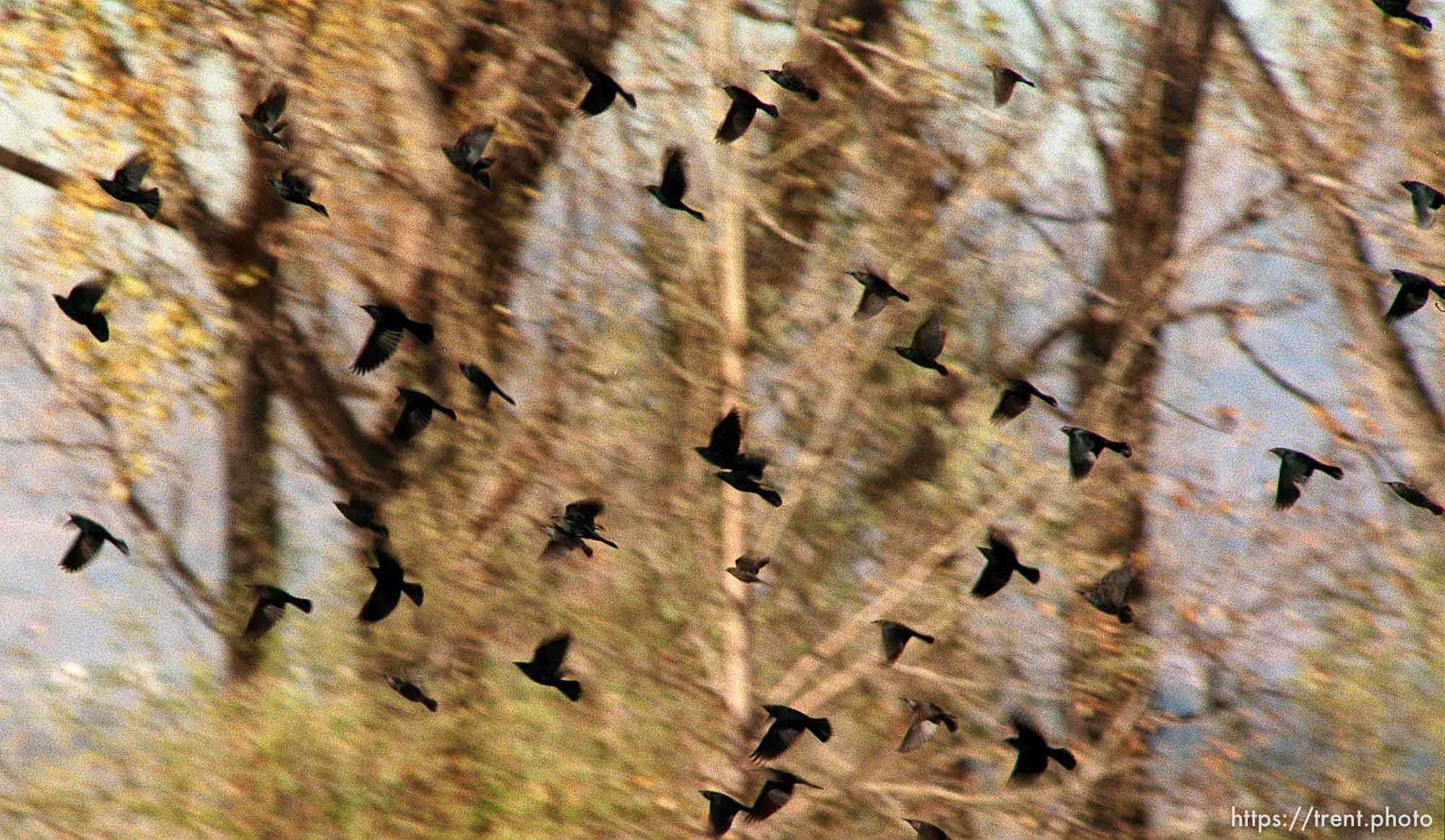 Blackbirds in flight.