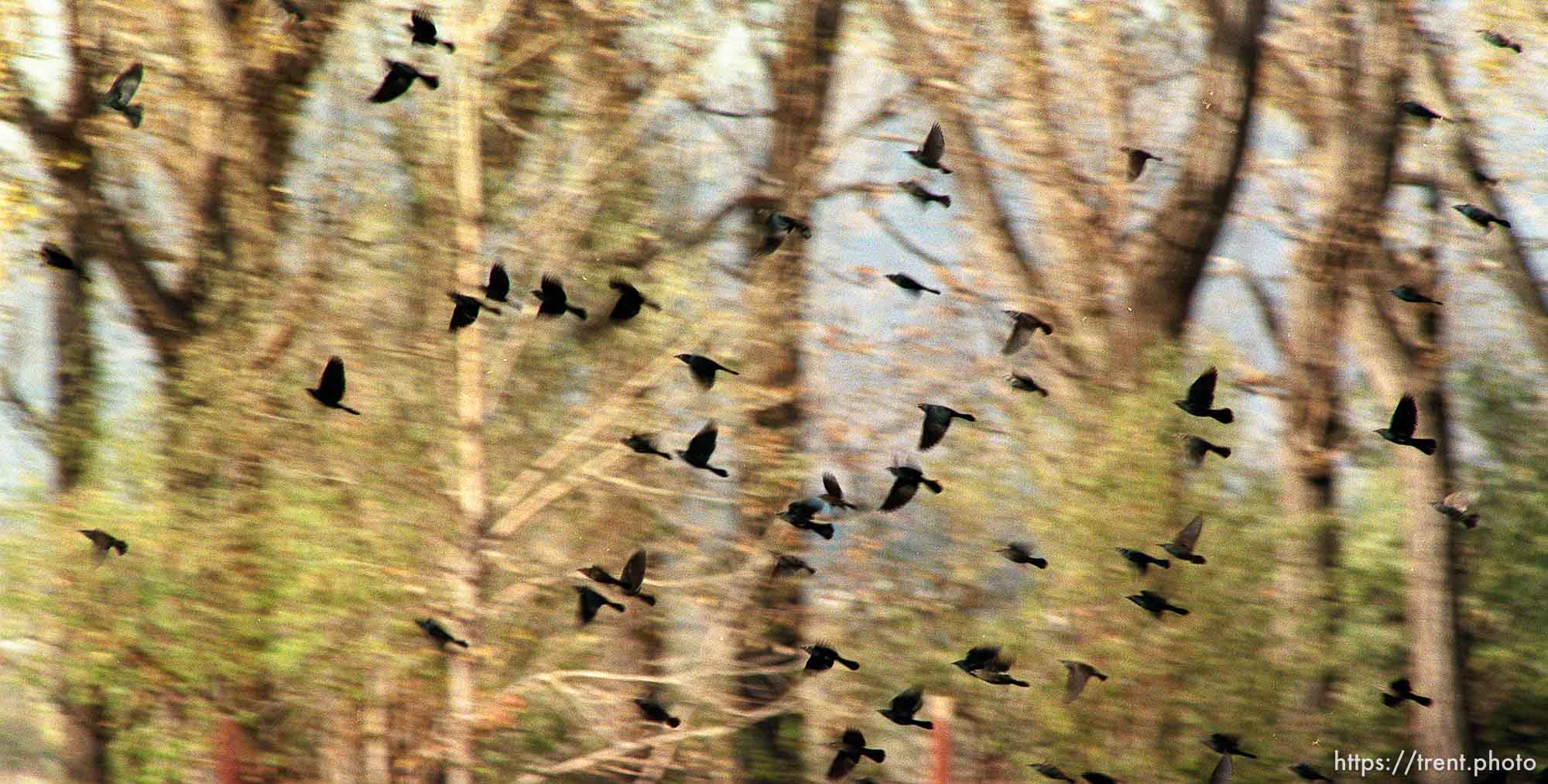 Blackbirds in flight.