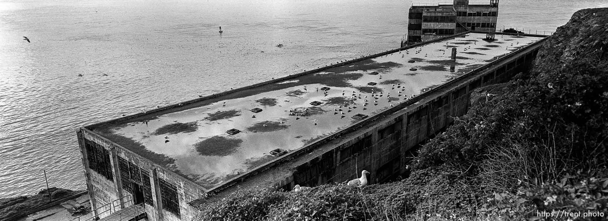 Birds on old building at Alcatraz