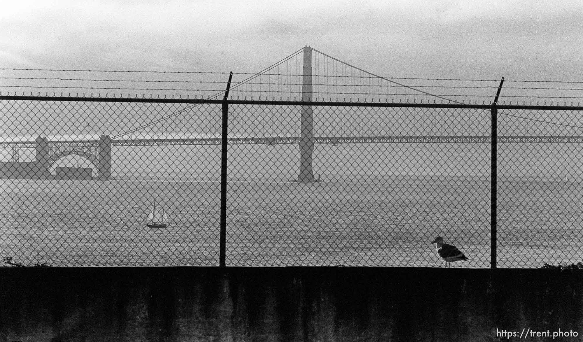 Seagull, sailboat, Golden Gate Bridge, fence on Alcatraz