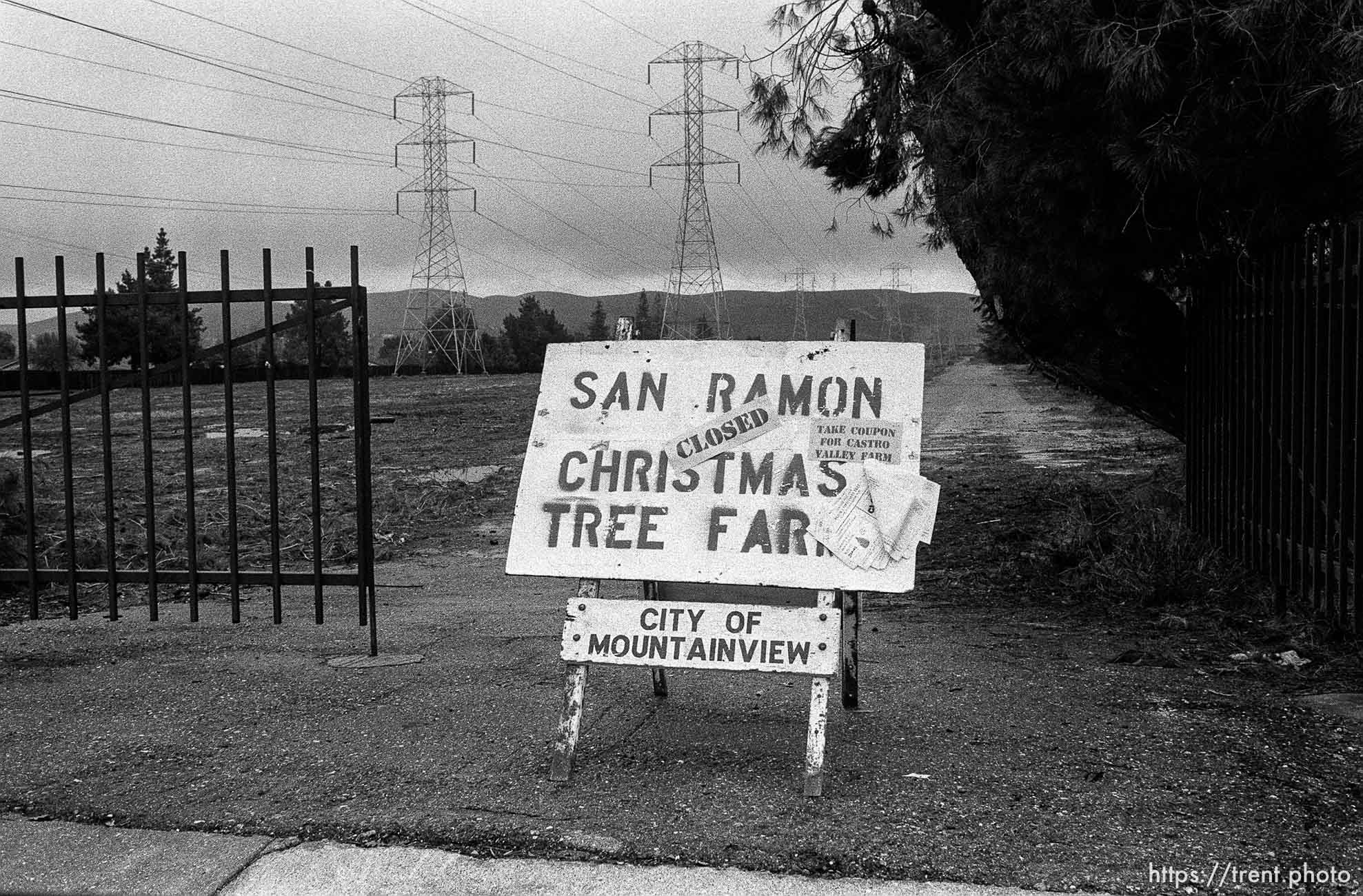 Christmas tree farm sign