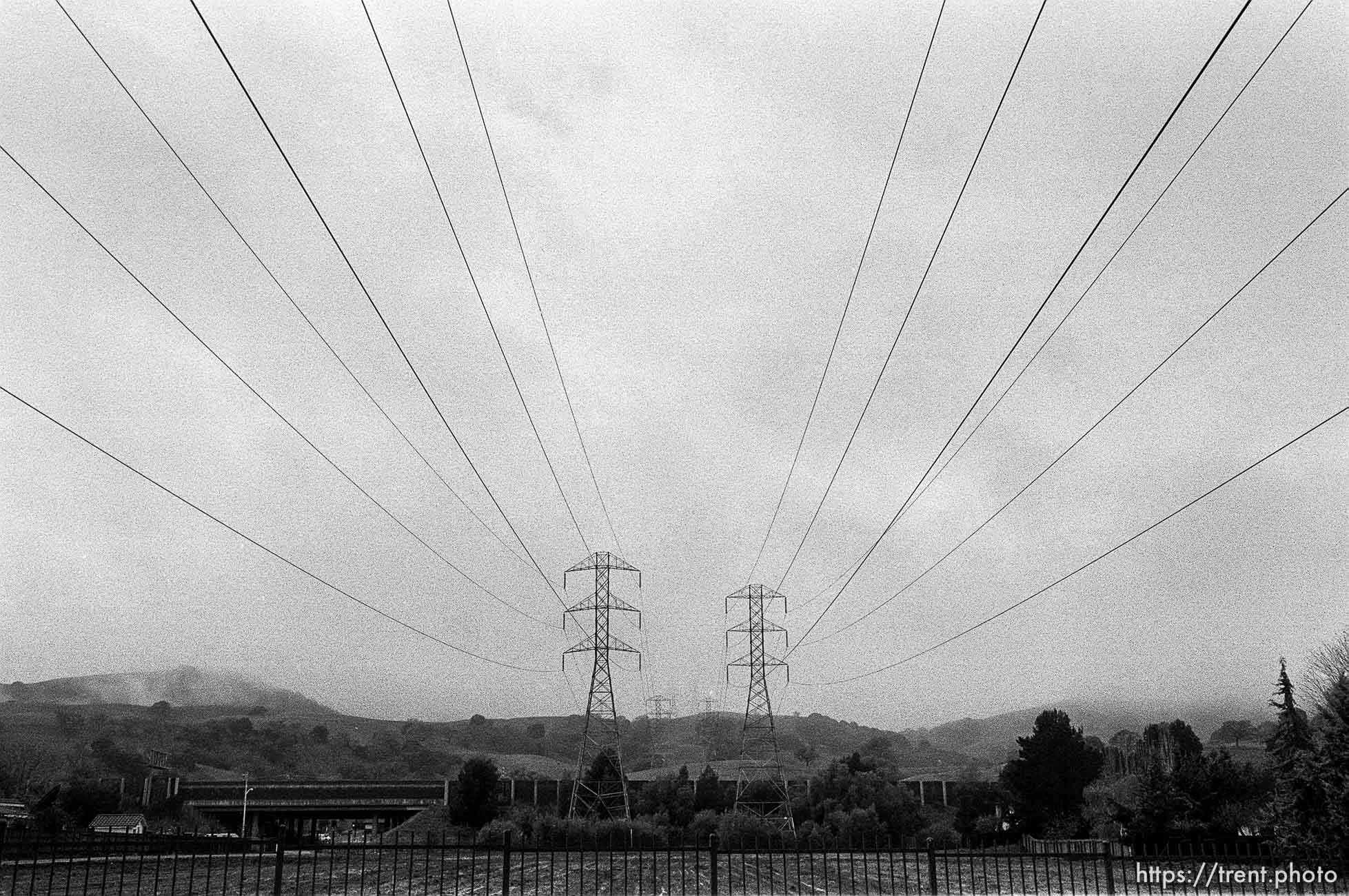 Powerlines in fog over christmas tree farm