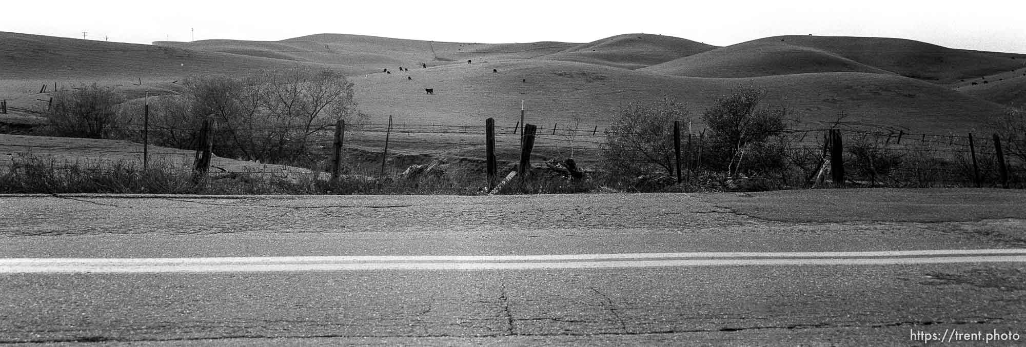 Fence, hills and cows on Dougherty Road.