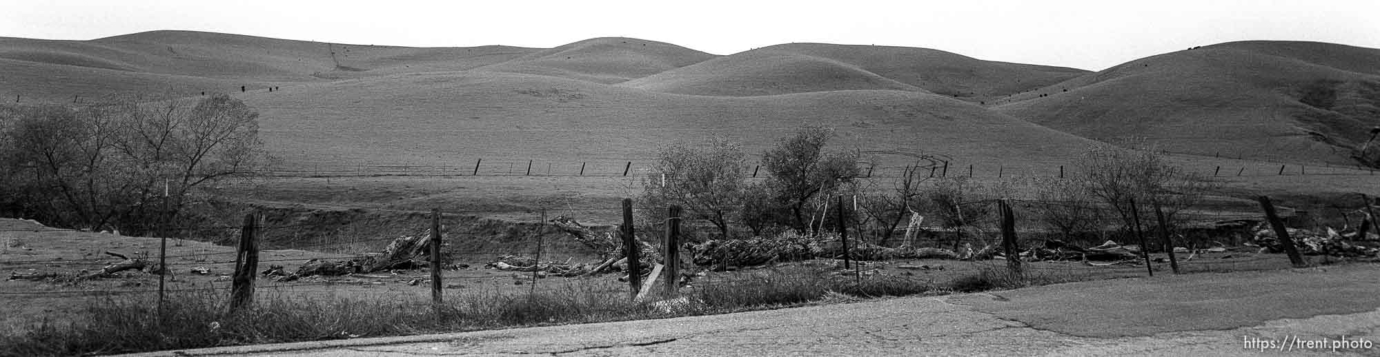 Fence, hills and cows on Dougherty Road.