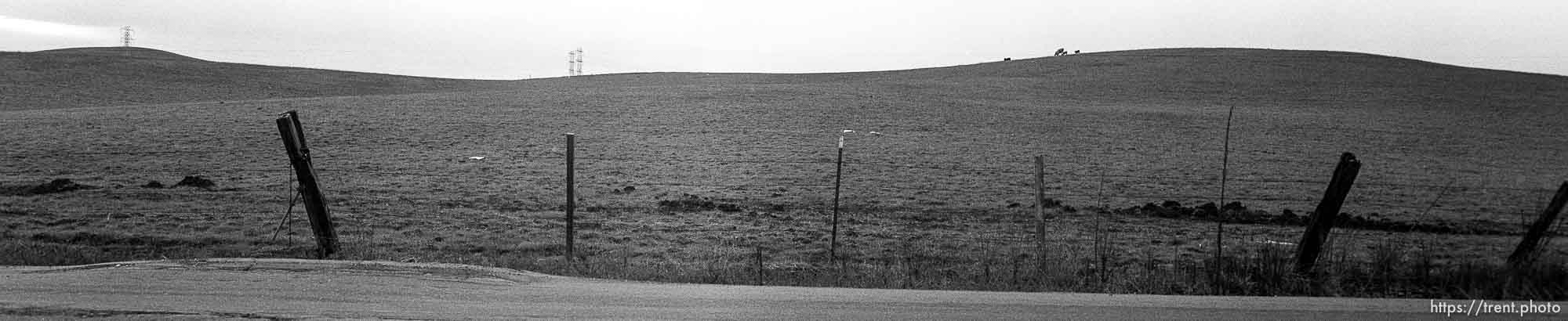 Fence, hills and cows on Dougherty Road.