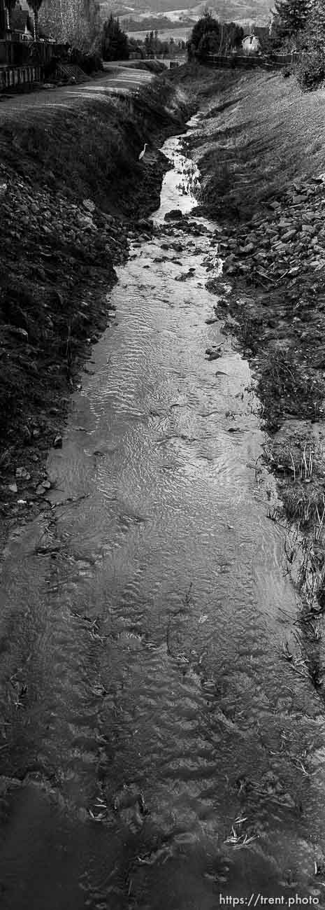 White heron and San Ramon Creek