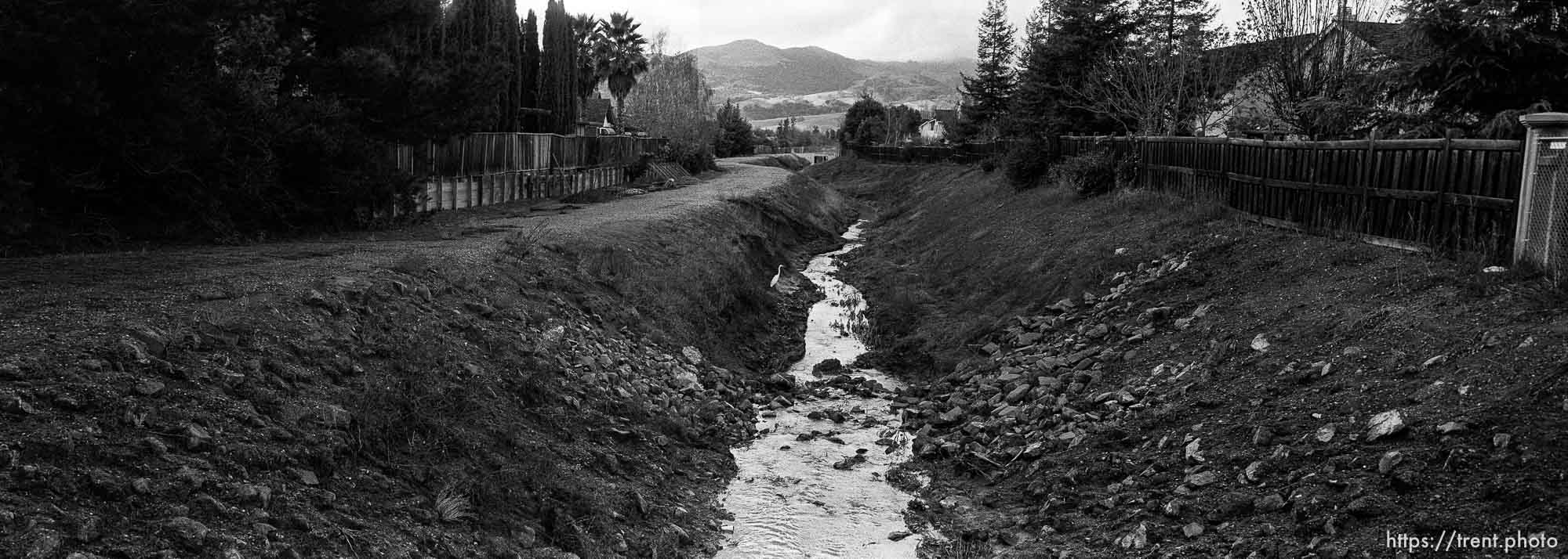 White heron and San Ramon Creek