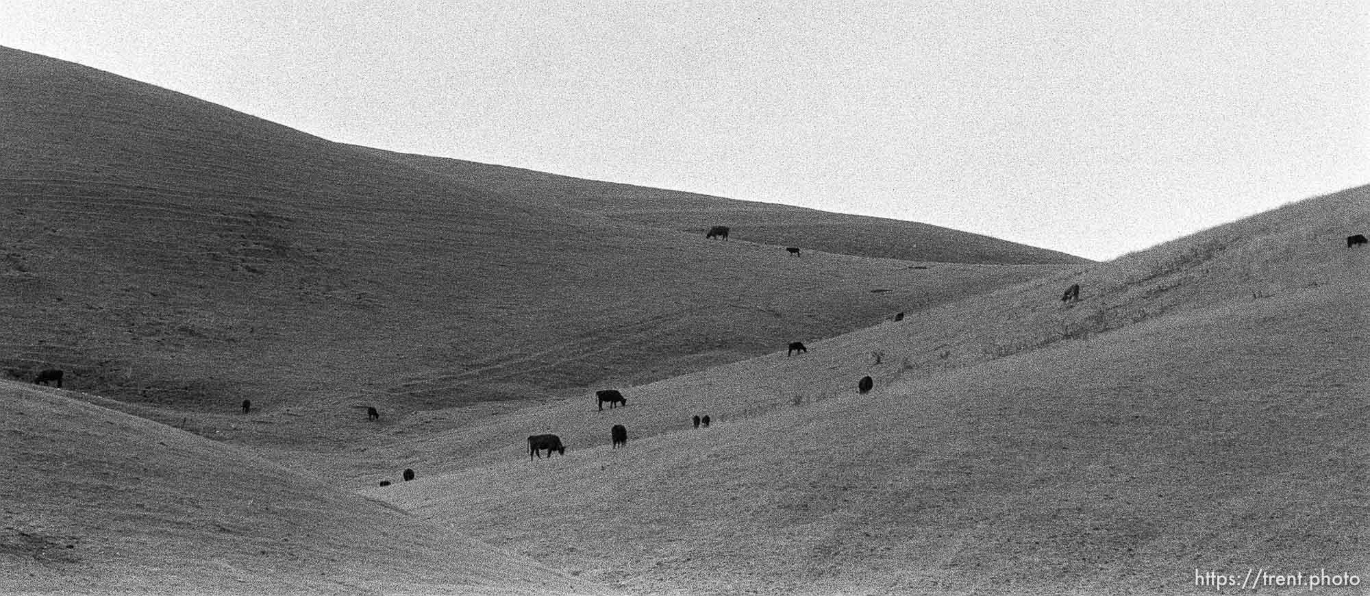 Cows and hills (where I used to hike)