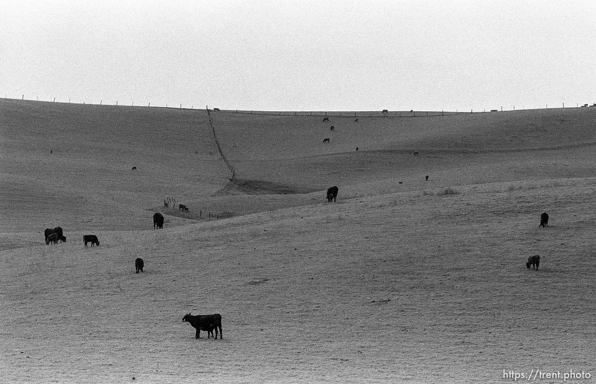 Cows and hills (where I used to hike)