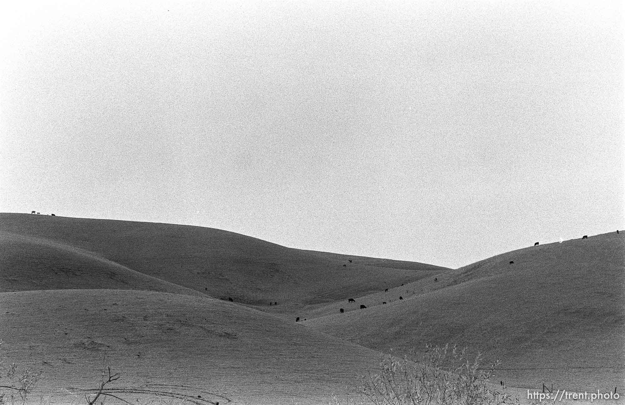 Cows and hills (where I used to hike)