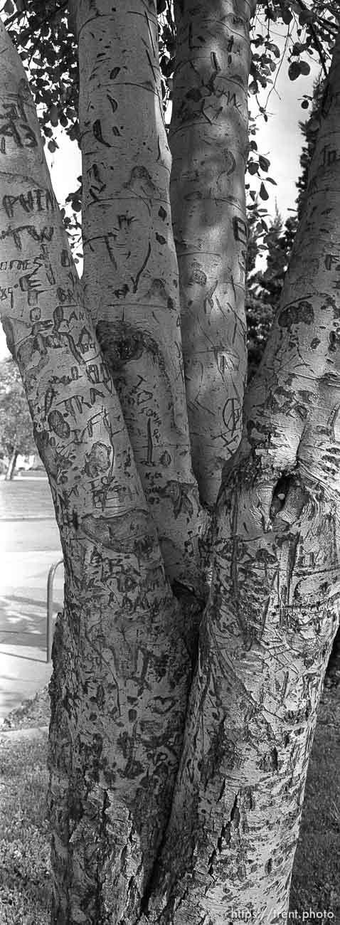 Carved up tree at Pine Valley Intermediate School