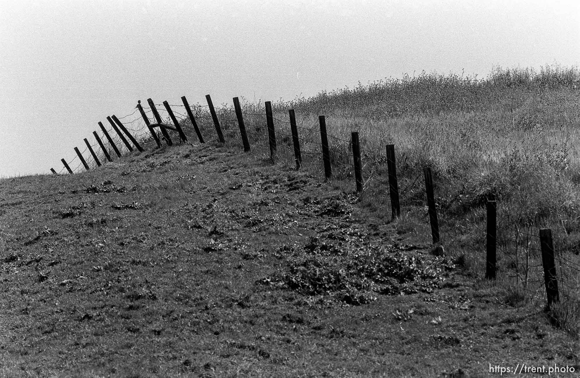 Fence and hill and bird