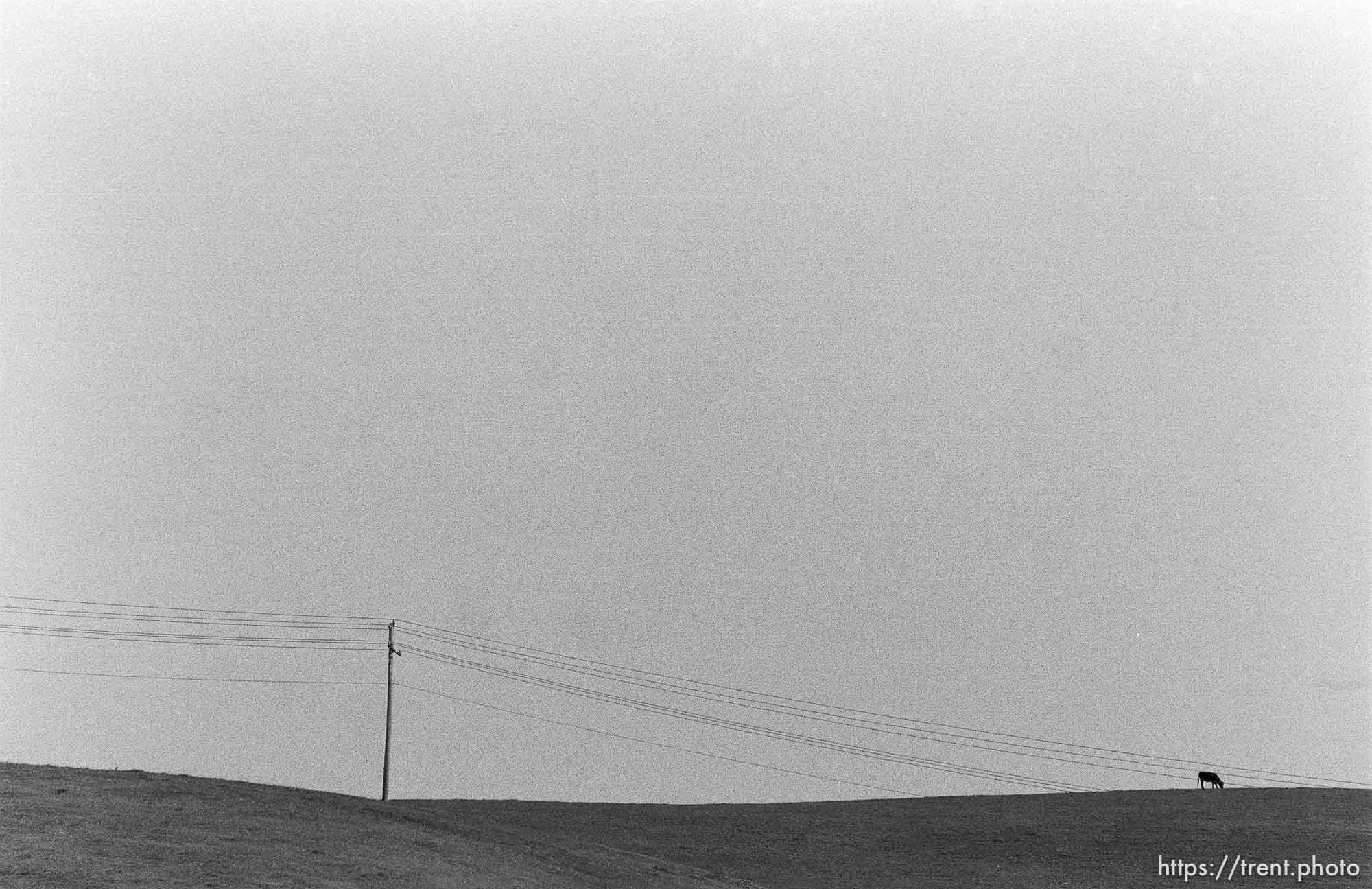 Powerlines, hill, cow