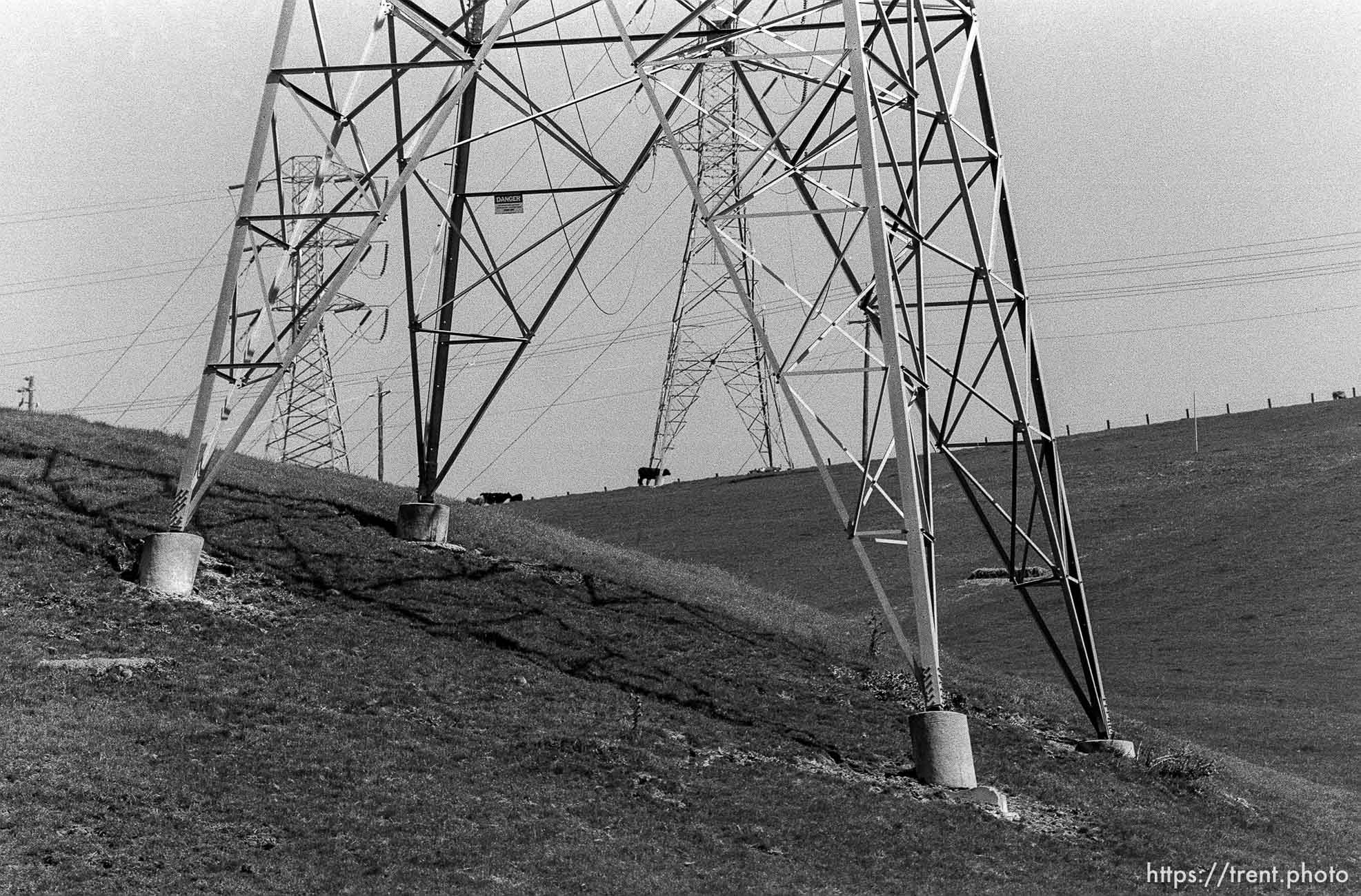 Powerlines, hills, cows