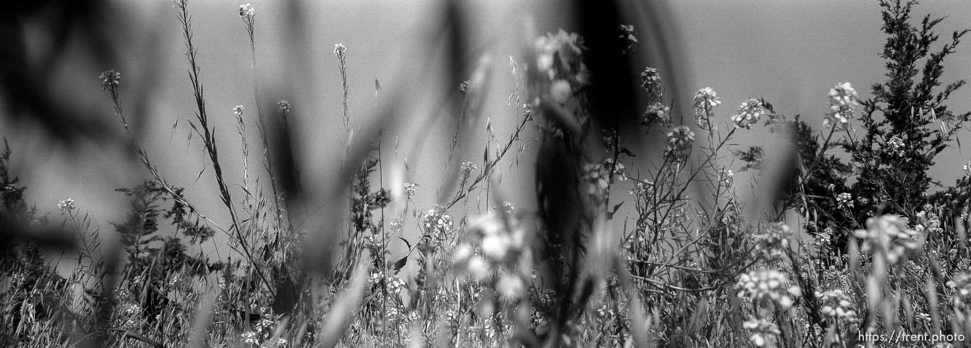 Mustard plants.