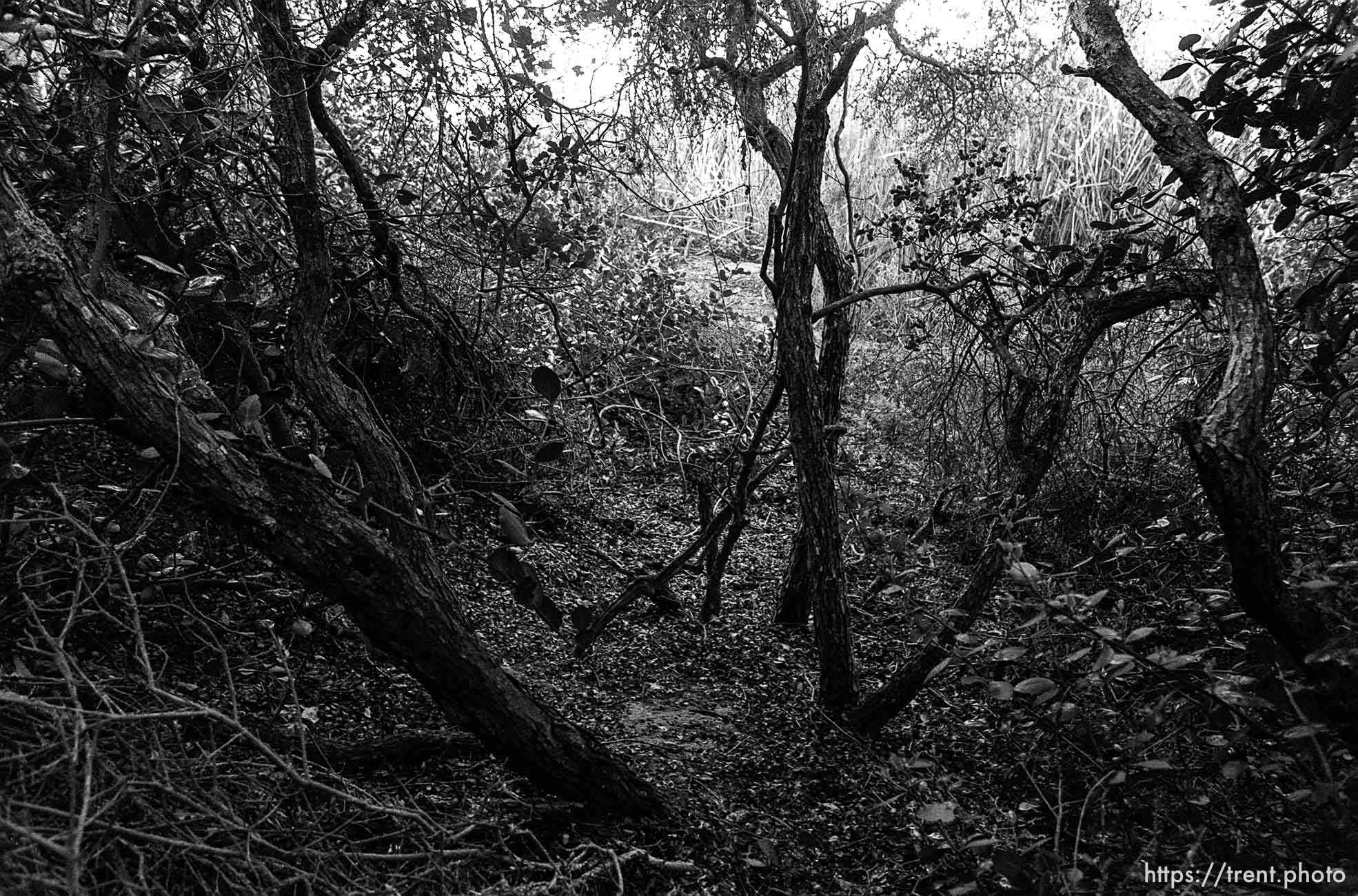 Brush in canyon where we used to hike and play.