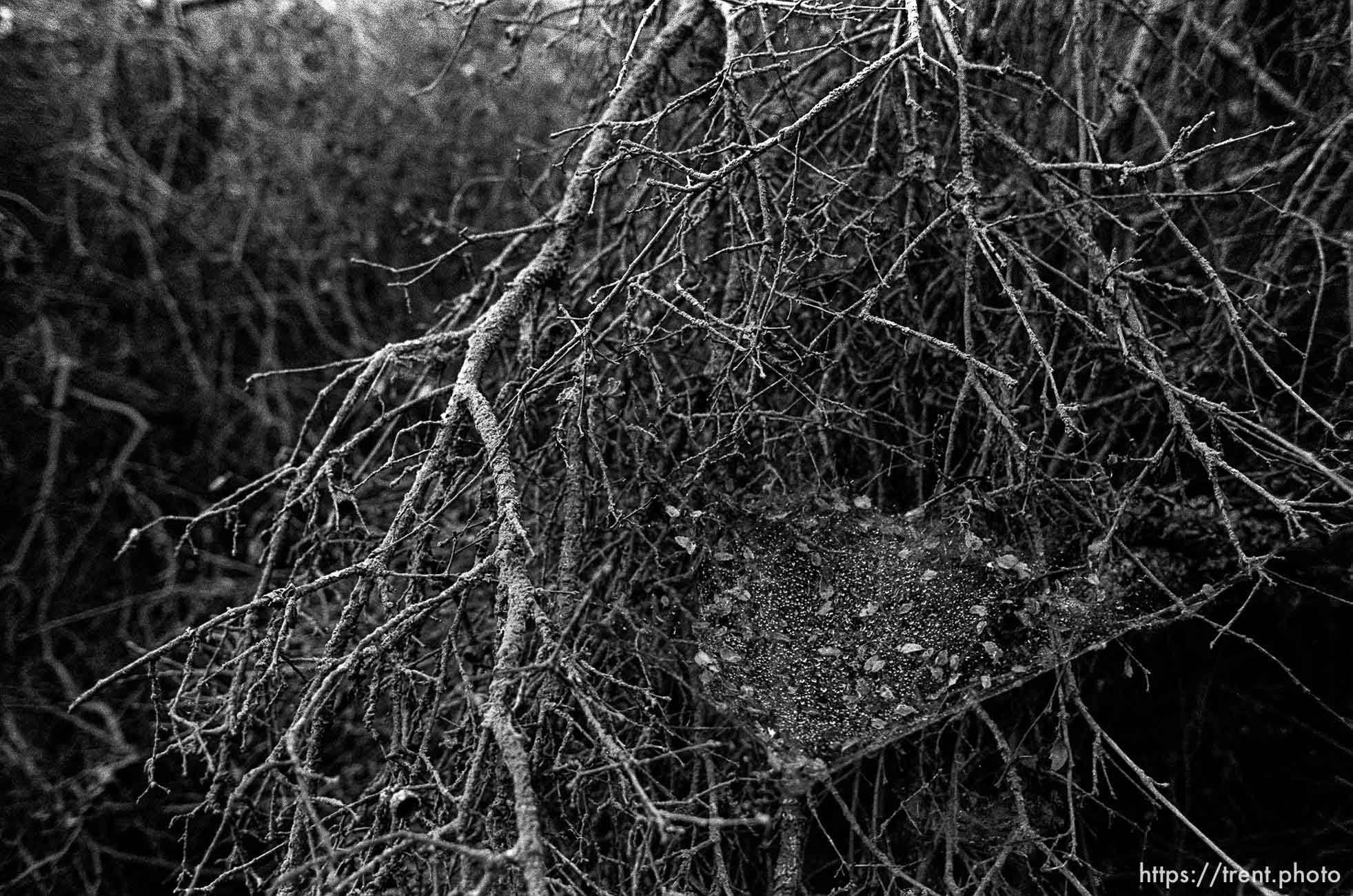 Brush in canyon where we used to hike and play.