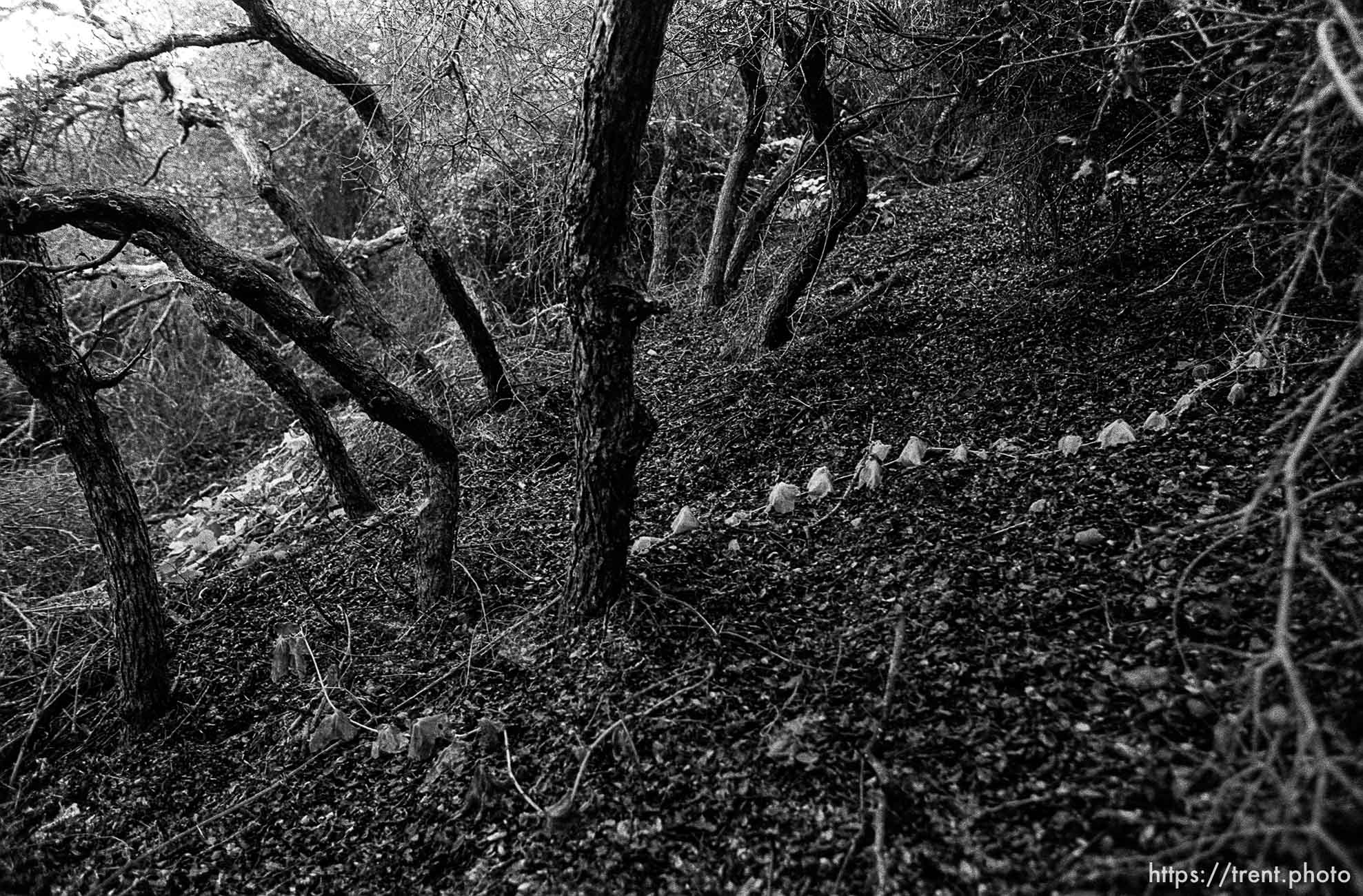 Brush in canyon where we used to hike and play.