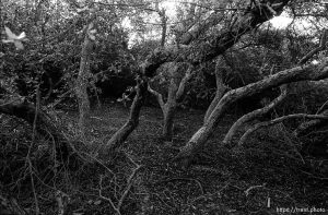 Brush in canyon where we used to hike and play.