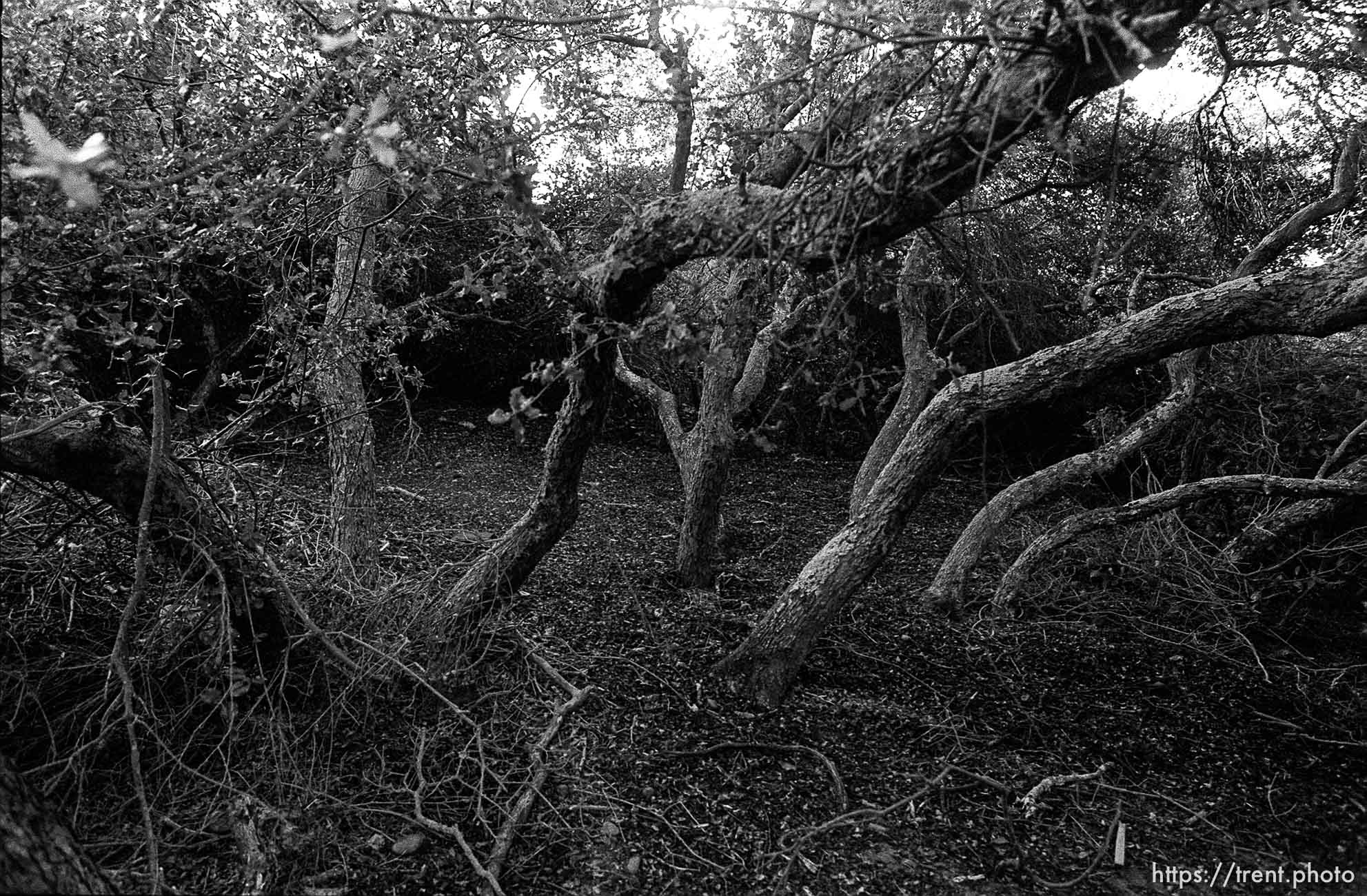 Brush in canyon where we used to hike and play.