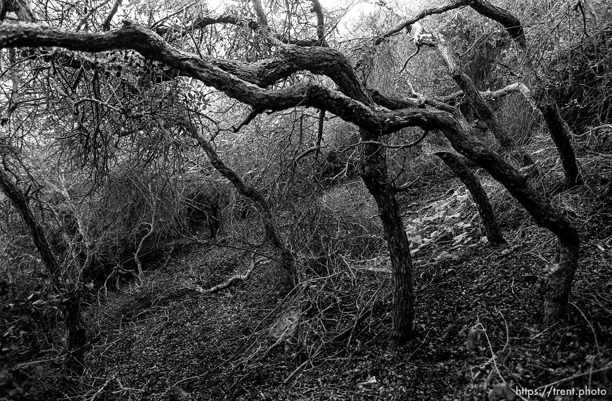 Brush in canyon where we used to hike and play.