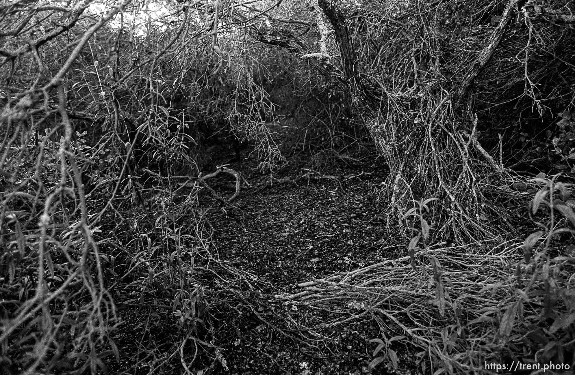 Brush in canyon where we used to hike and play.