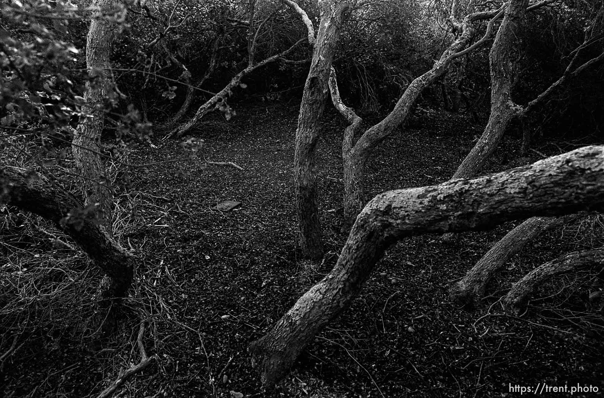 Brush in canyon where we used to hike and play.