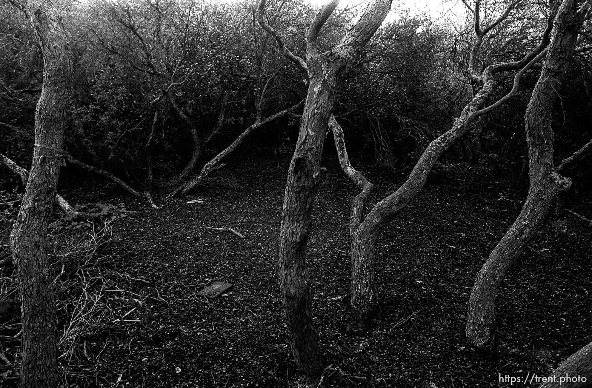 Brush in canyon where we used to hike and play.