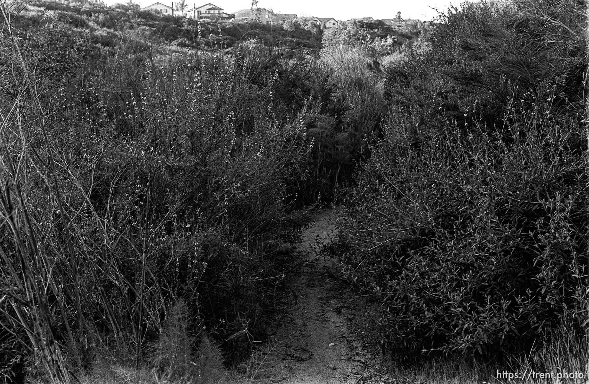 Trail in canyon where we used to hike and play.