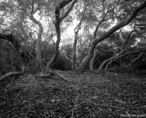 Clearing inside trees and brush in canyons I used to play in