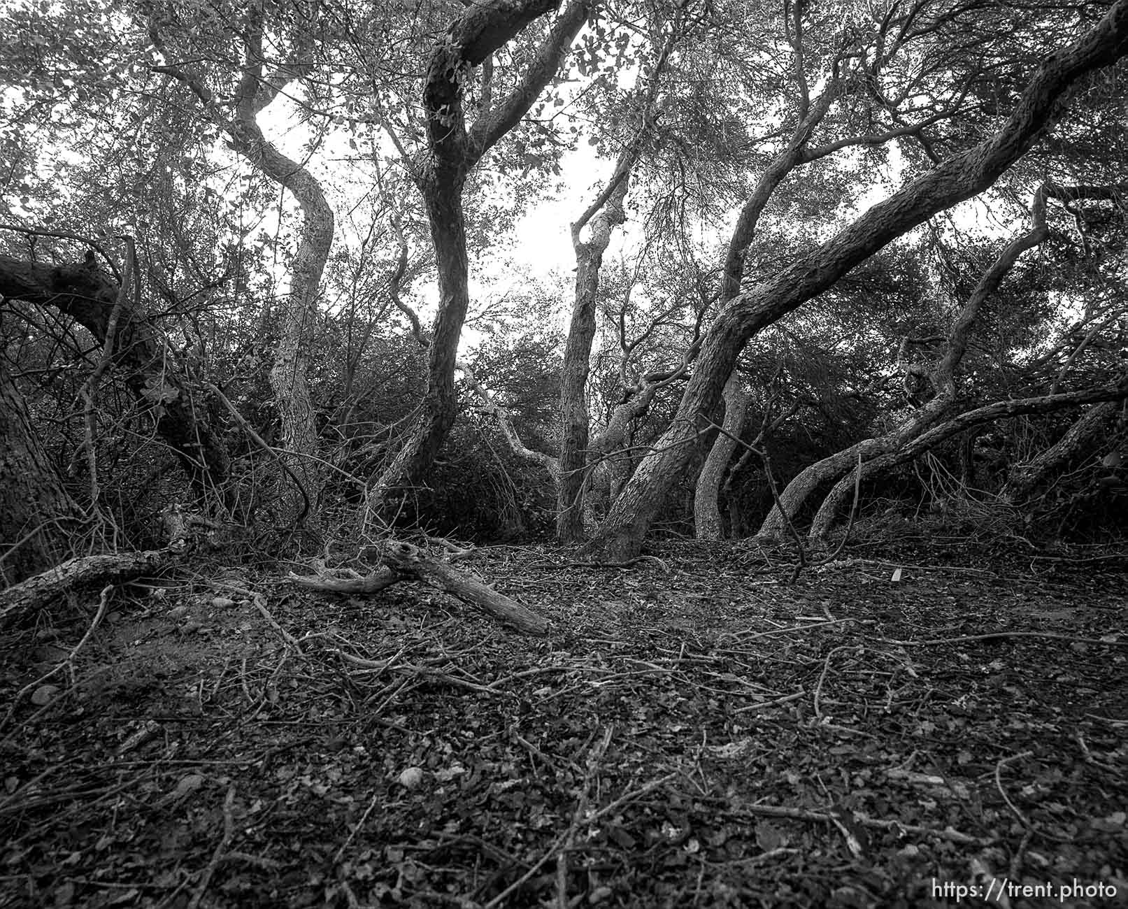 Clearing inside trees and brush in canyons I used to play in