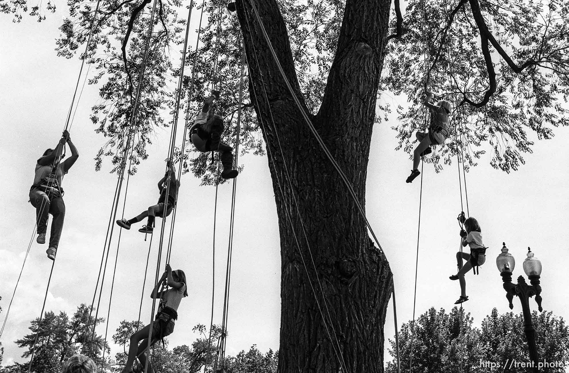 Tree Climbers International