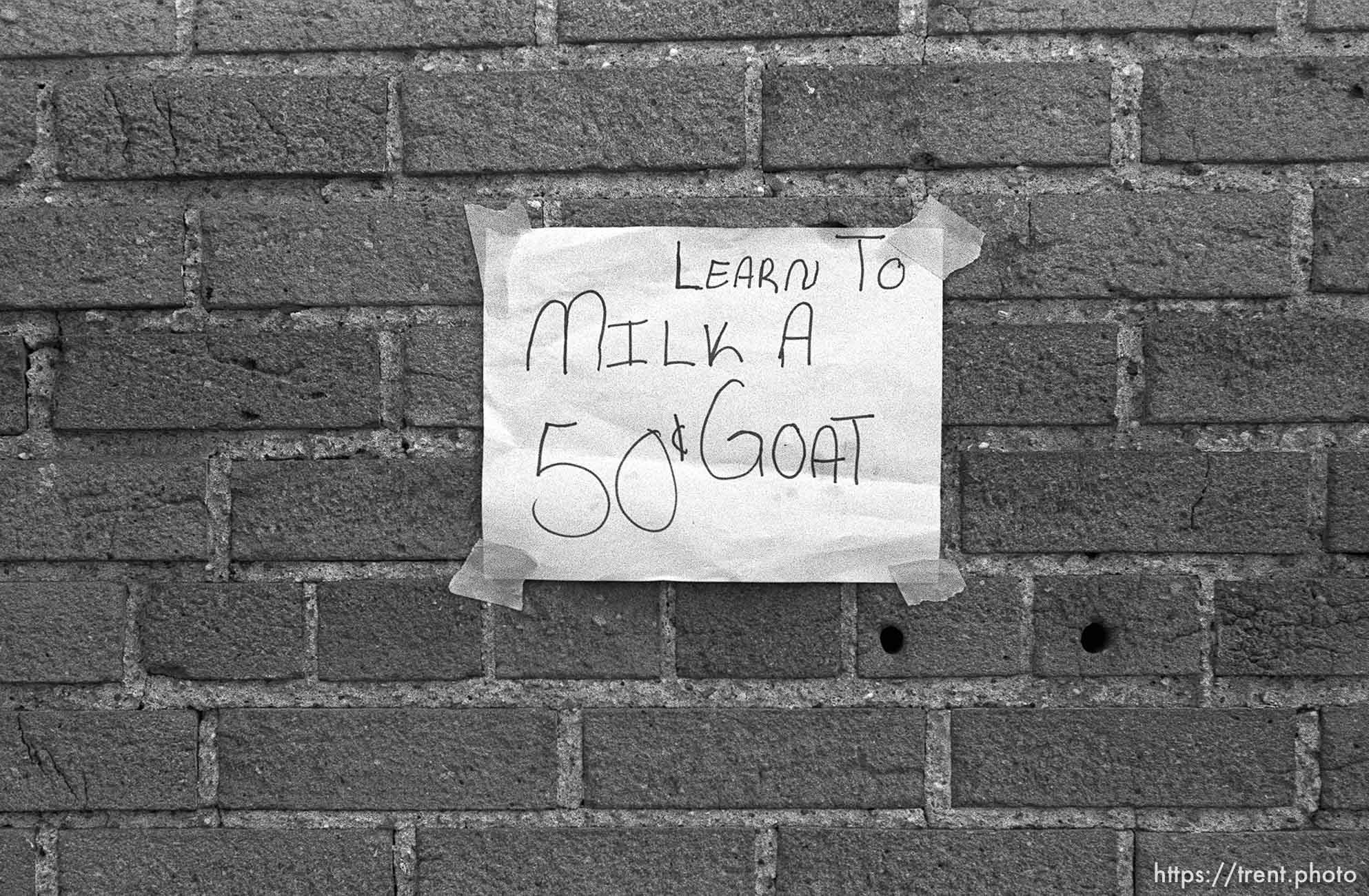 Learn to milk a goat for 50 cents